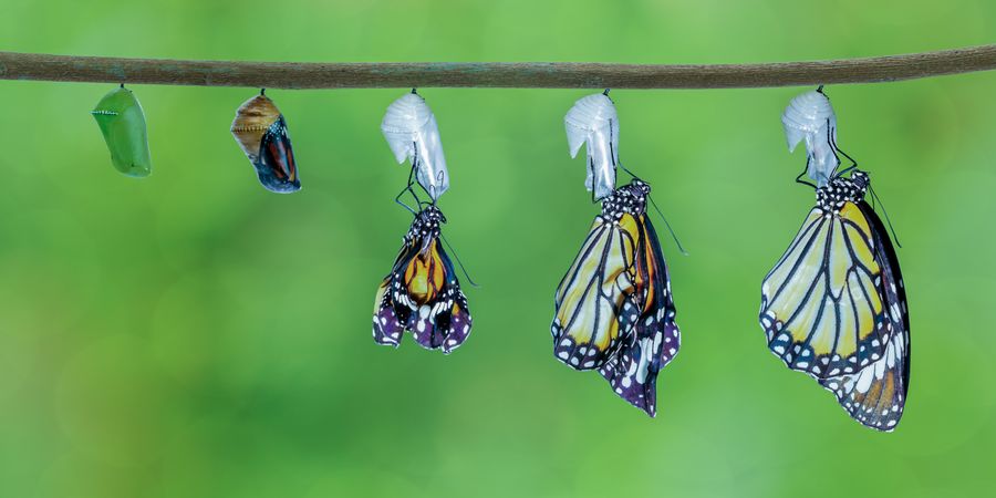 Foto der verschiedenen Entwicklungsstufen eines Schmetterlings | Business Transformation