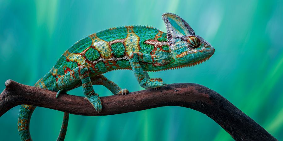 Foto eines Chamäleon, das auf einem Stock sitzt von der Seite | Change Management