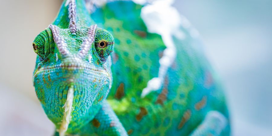 Foto eines Chamäleon, das auf einem Stock sitzt | Change Management