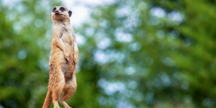 Foto von einem Erdmännchen auf einem Hügel | Projektmanagement