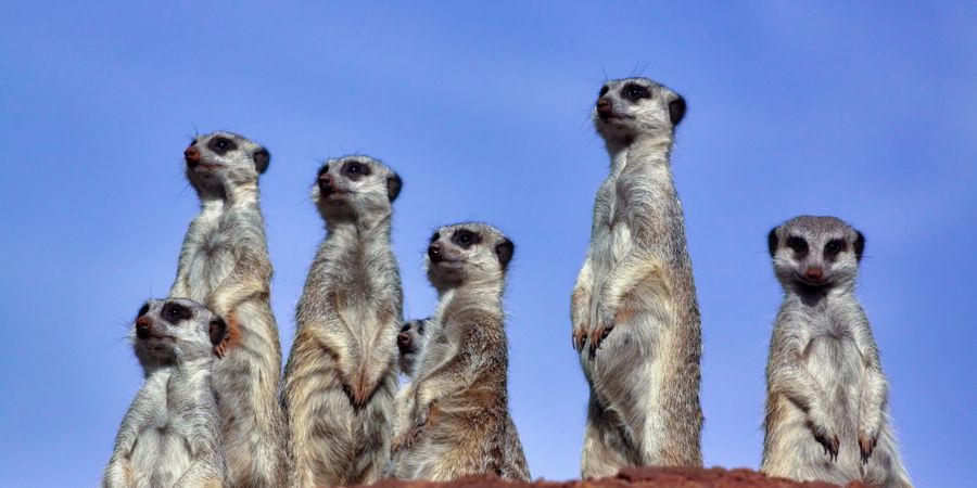 Foto von vielen Erdmännchen auf einem Hügel | Projektmanagement