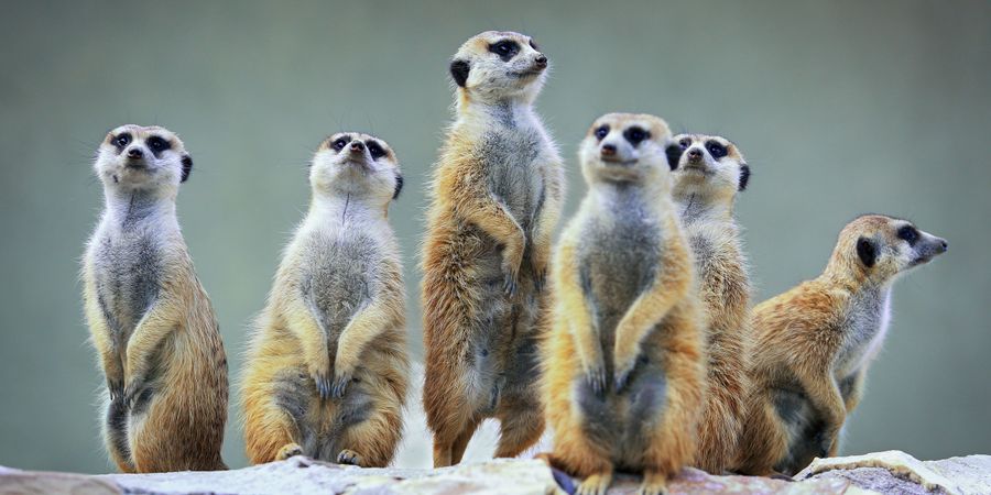 Foto von einer Gruppe Erdmännchen | Projektmanagement