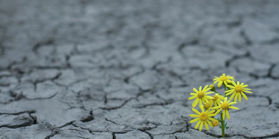 Foto von Blumen die aus dem Boden sprießen | Transformation
