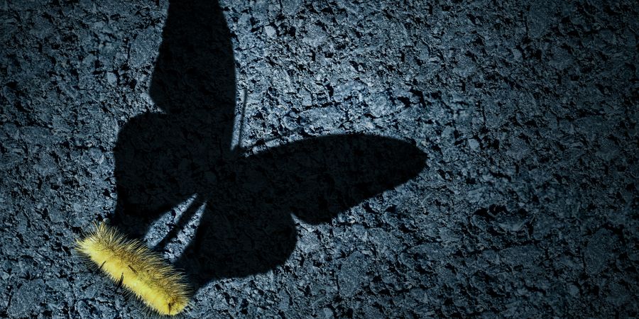Foto einer Raupe, ihr Schatten ist ein Schmetterling | Transformation