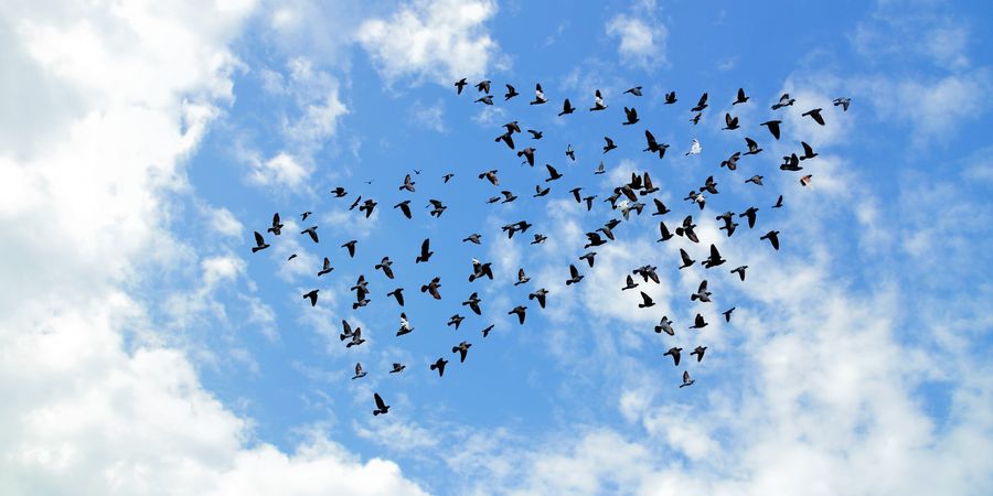 Foto eines Vogelschwarms im Himmel, der einen Pfeil formt | Agile Skalierung & Agilität